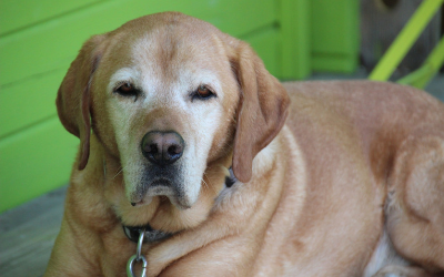 image for November is Senior Pet Month